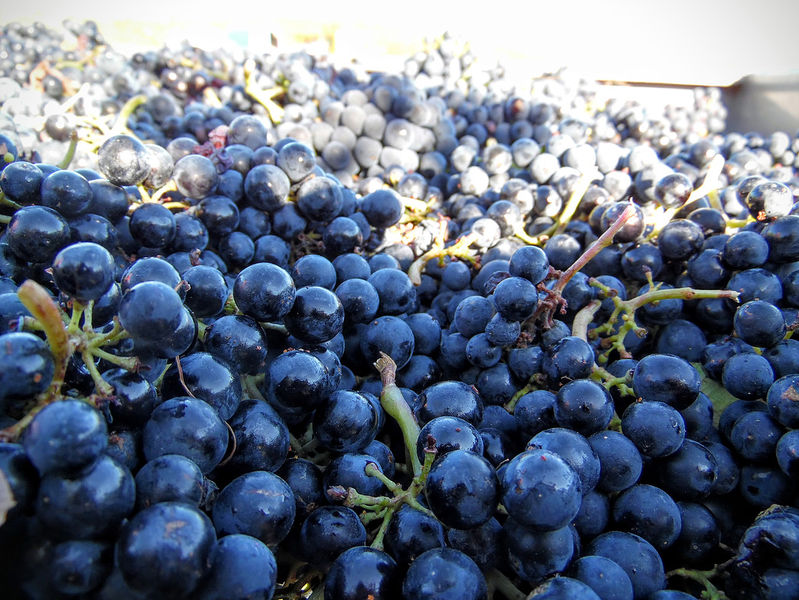 Gamay noir à jus blanc
