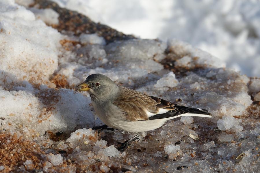 Découvrez les oiseaux des Alpes avec le Bureau Montagne de Passy_Passy