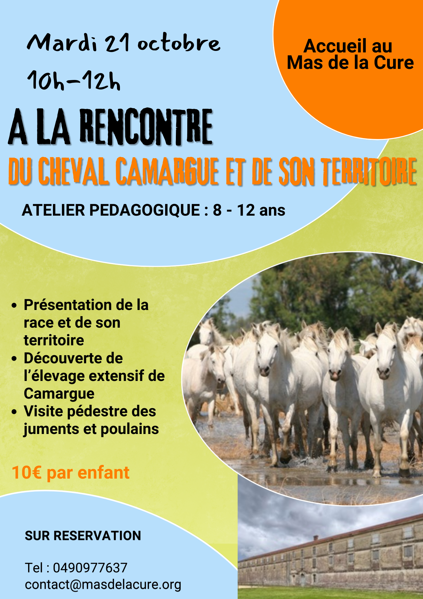 A la rencontre du cheval Camargue et de son territoire