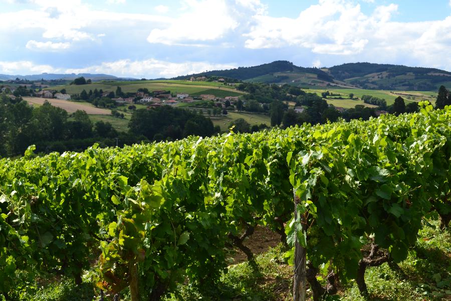 Le Vissoux à St Vérand