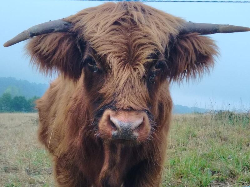 Vache fais-moi du beurre