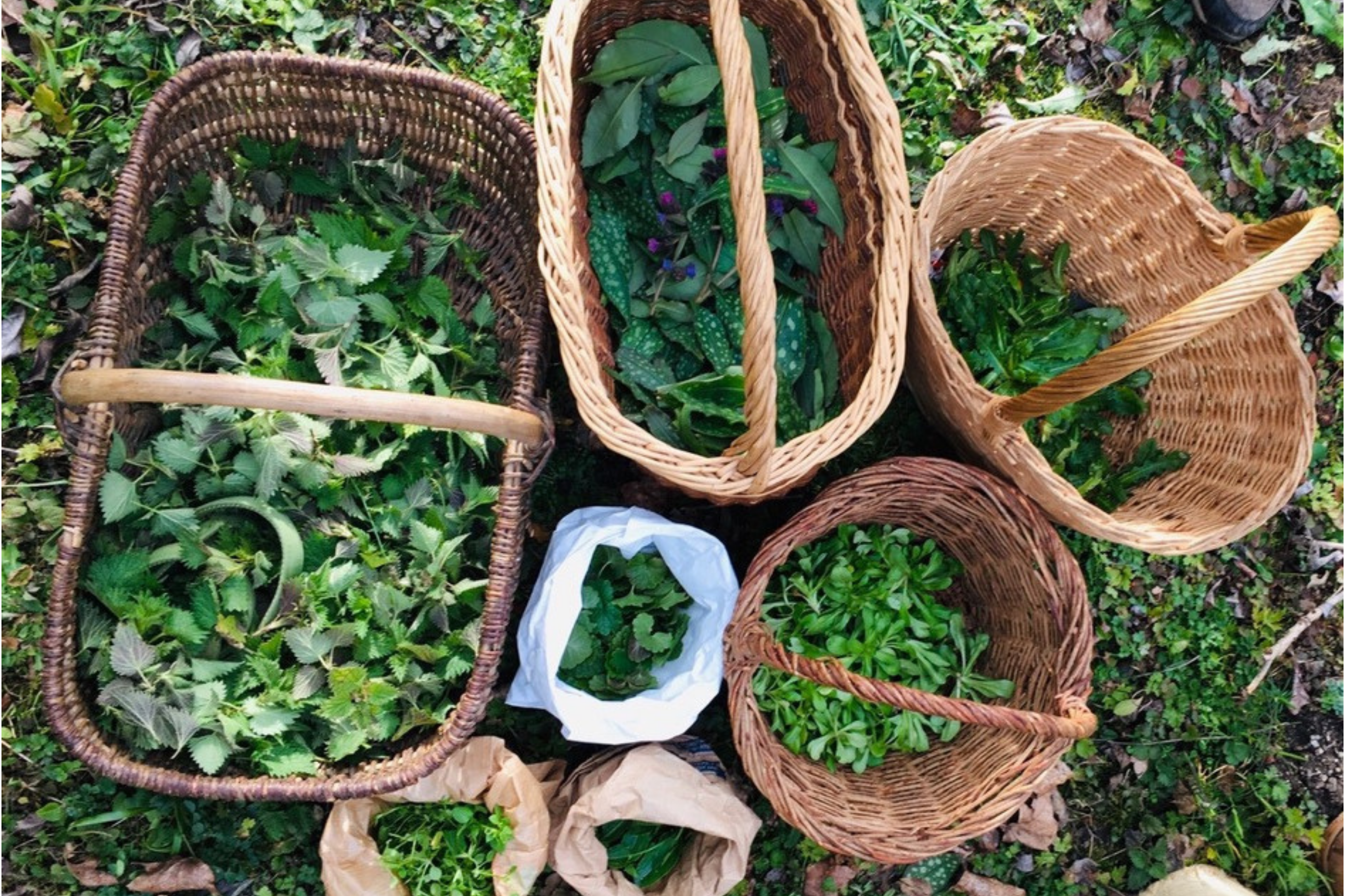 Découverte des plantes sauvages avec Semeurs d'Escampette