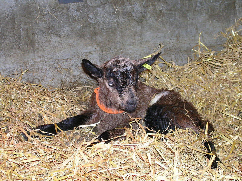 Chevriers d'Echazeaux