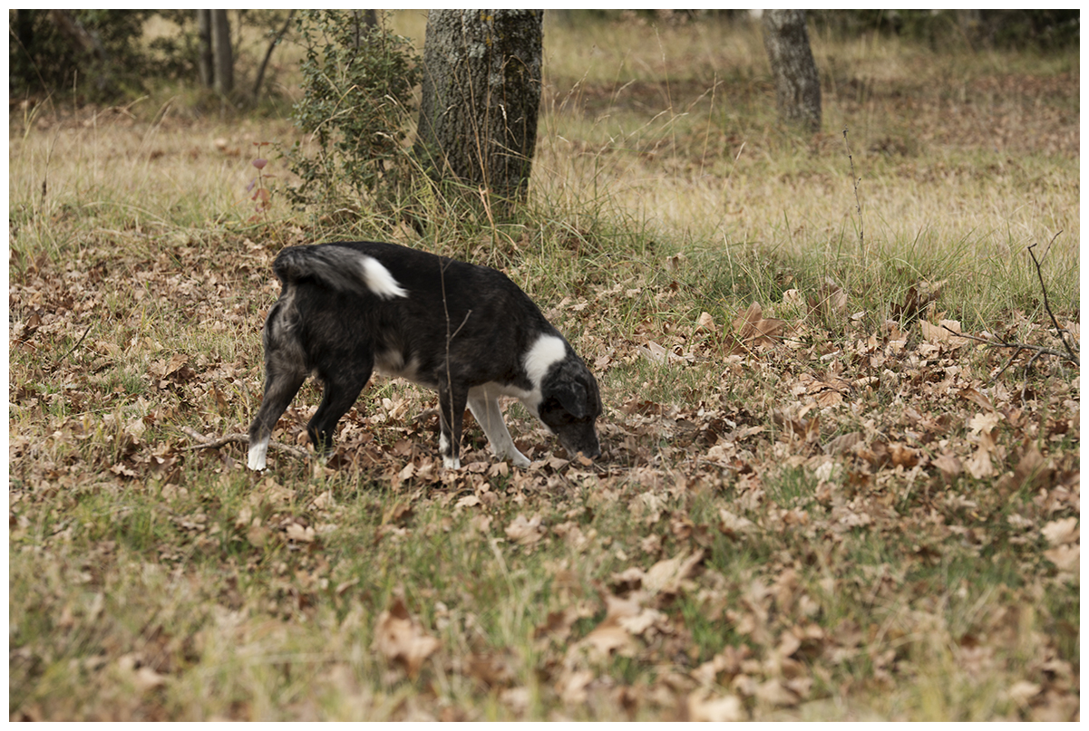 Chien et cavage - Domaine Piallat