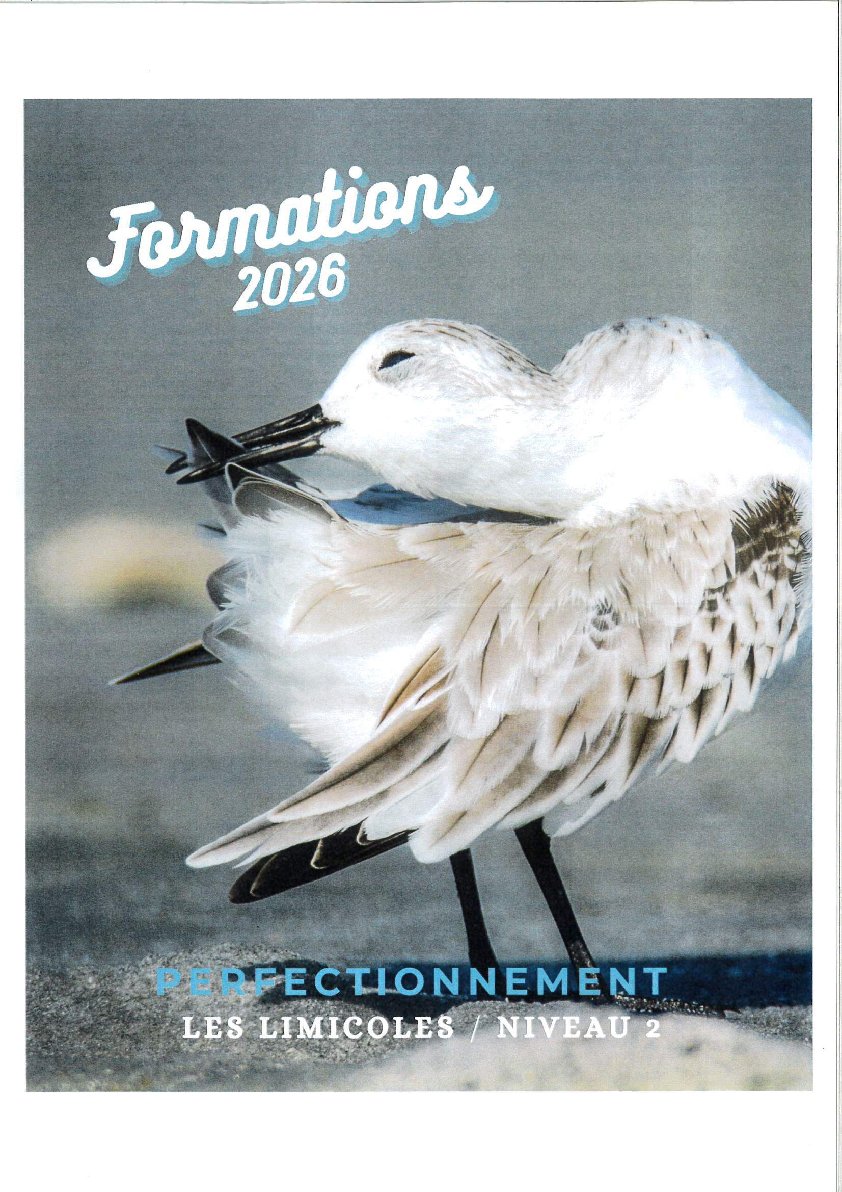 Formation “Les limicoles”-Perfectionnement/niveau 2