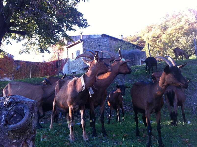 Chèvres de la ferme