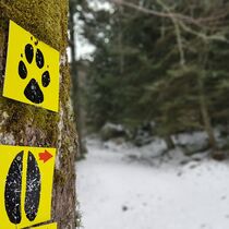 Chalmazel hiver randonnée