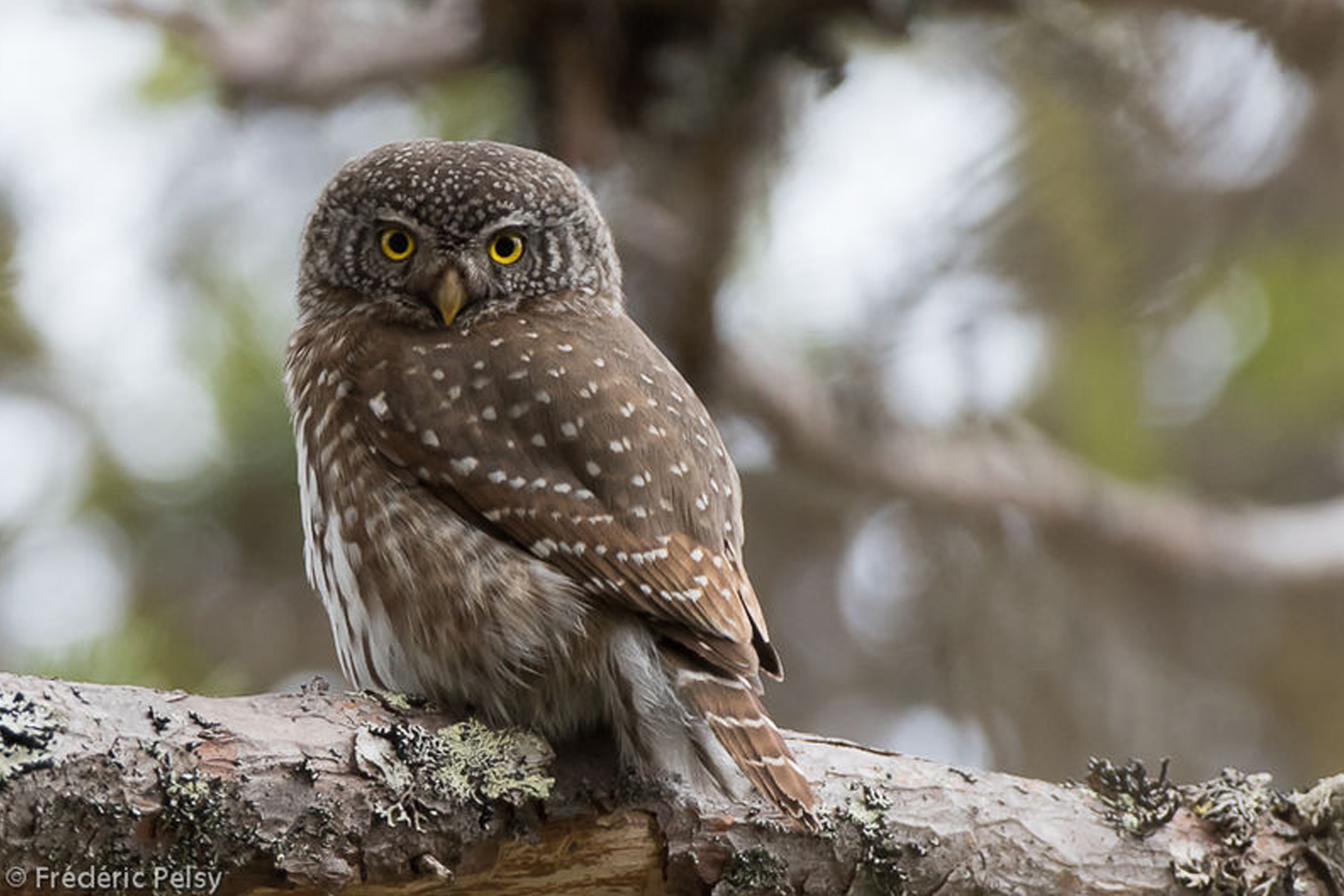 Nocturne : Chouette soirée dans les bois_Thônes