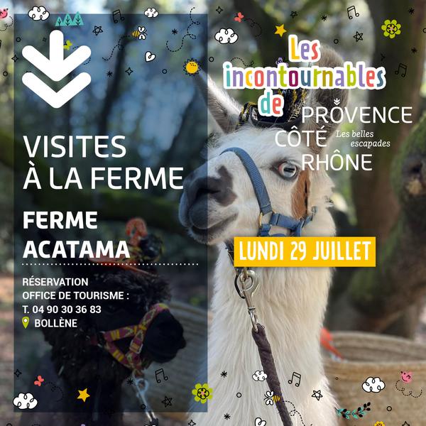 Visite à la ferme d’Acatama – Lamas alpagas - Bollène