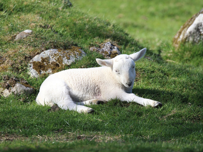 Lamb lying in the grass