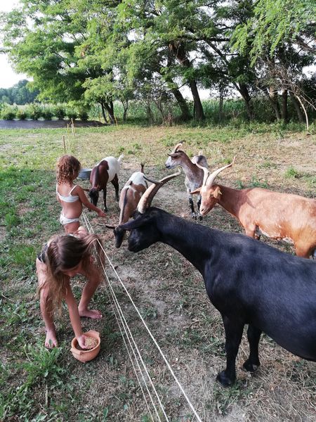 Nos amis les animeaux