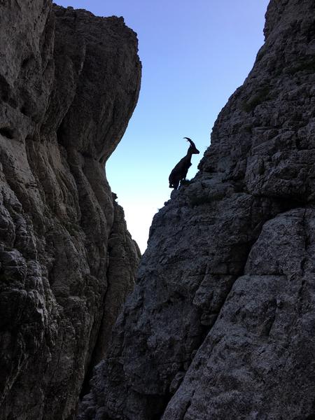 Ascension du Mont Aiguille avec le Bureau des Guides Diois-Vercors_Romeyer