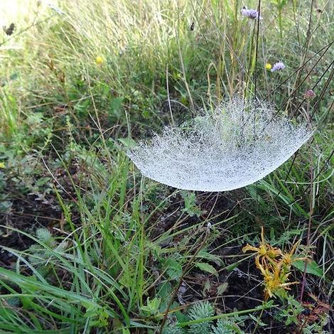 Balade autour des arachnides avec Anne BOUNIAS_Cavalaire-sur-Mer