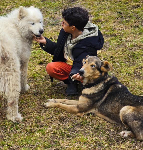 A ton étoile chiens de traîneaux_La Chapelle-d'Abondance