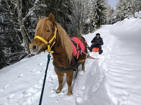 Photo du Poney Luge au Collet