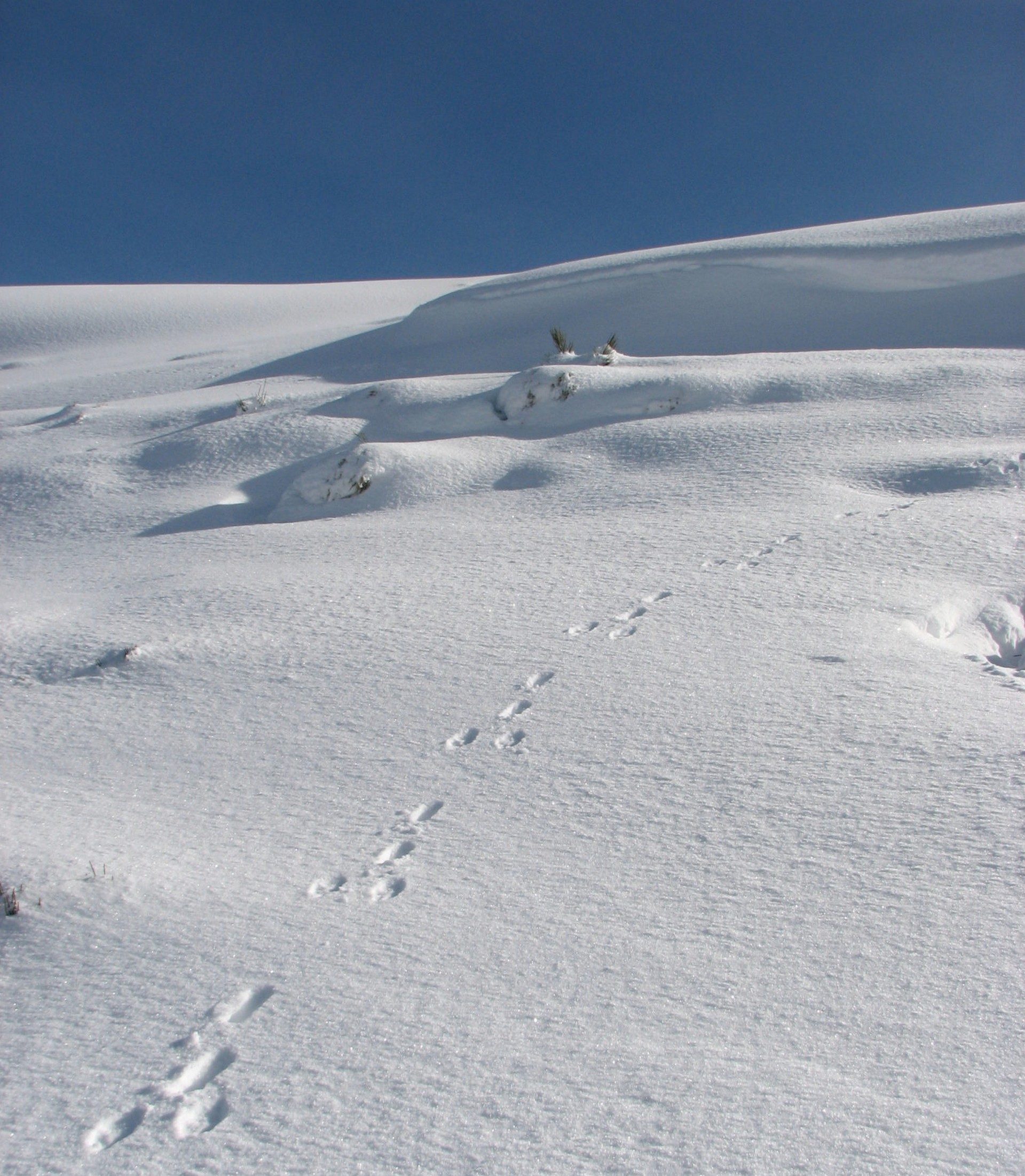 Traces de lièvre