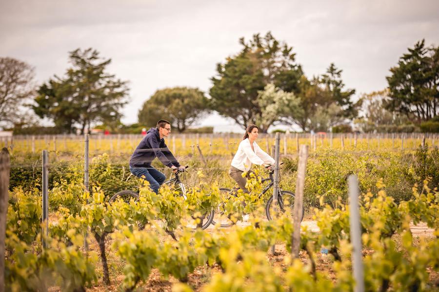 Découverte du vignoble à vélo et dégustation