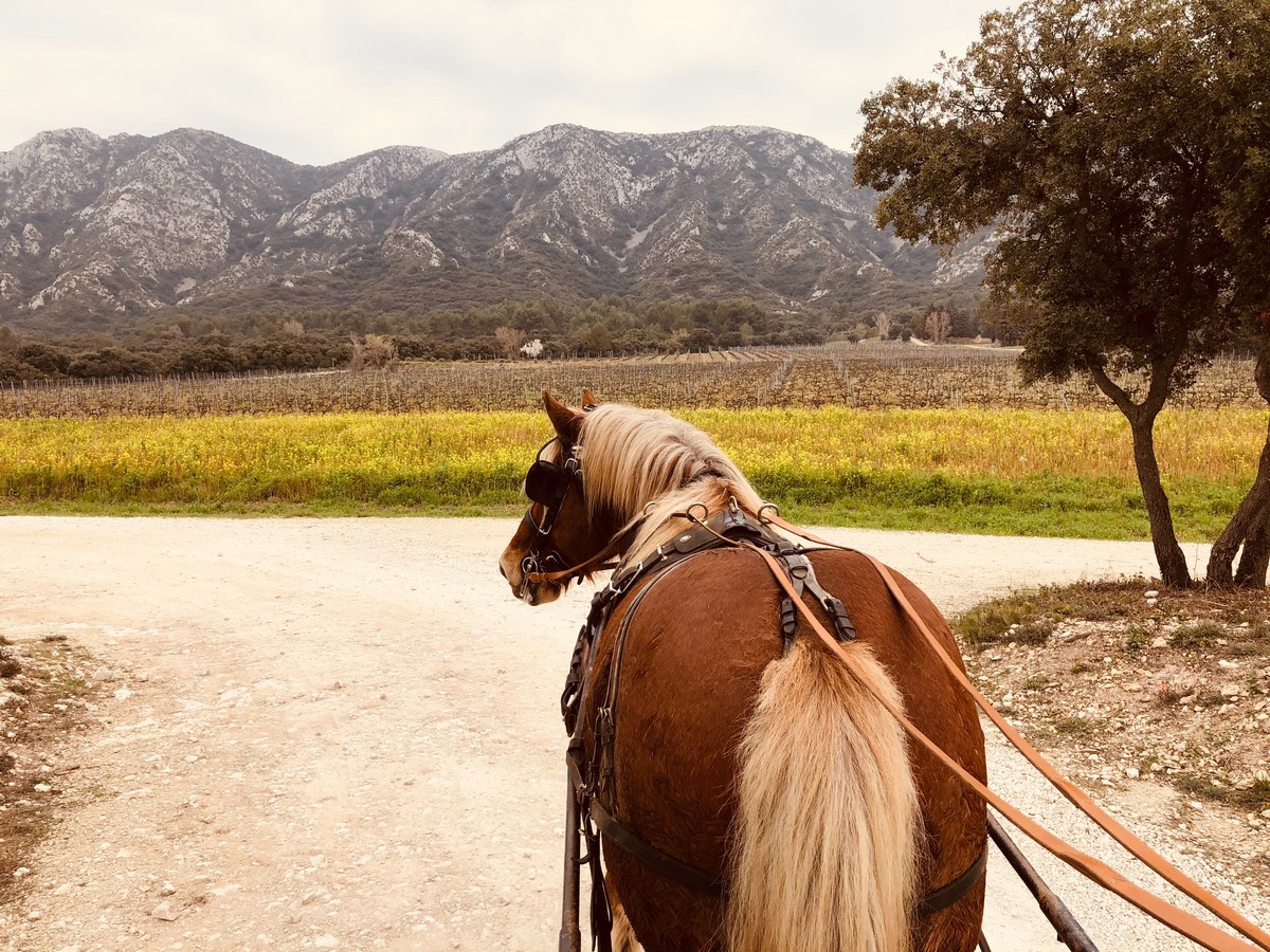 Attelage Evasion - photo 3