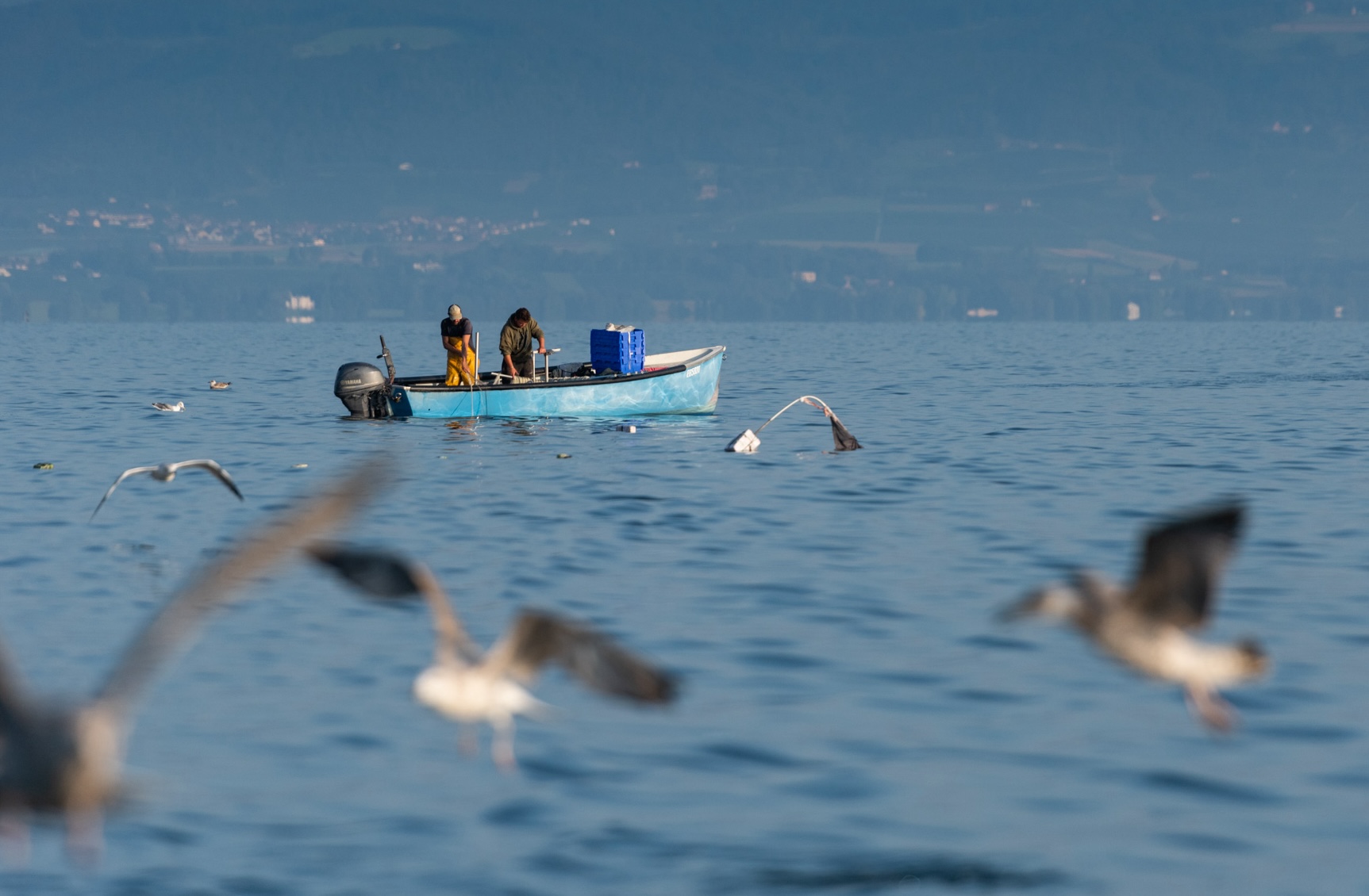 pêche sur le lac Léman sciez