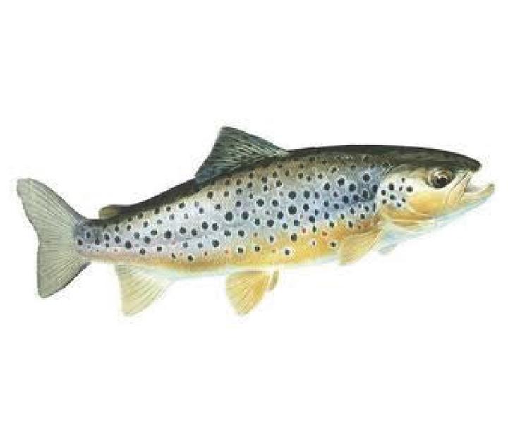 AAPPMA_Divonne-les-Bains