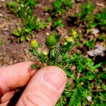 Découverte des plantes sauvages et leurs usages_Marols
