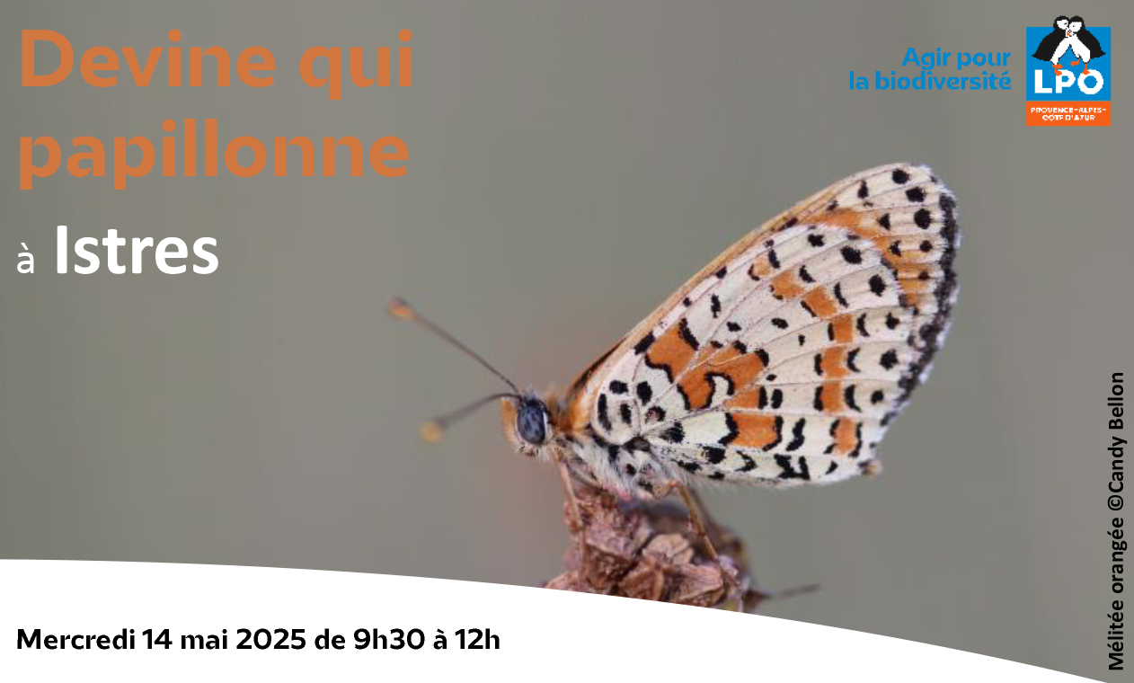 Sortie nature : Devine qui papillonne