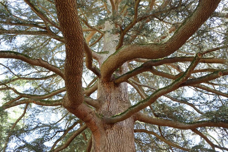 Découverte des arbres du Clos Claret_Morestel