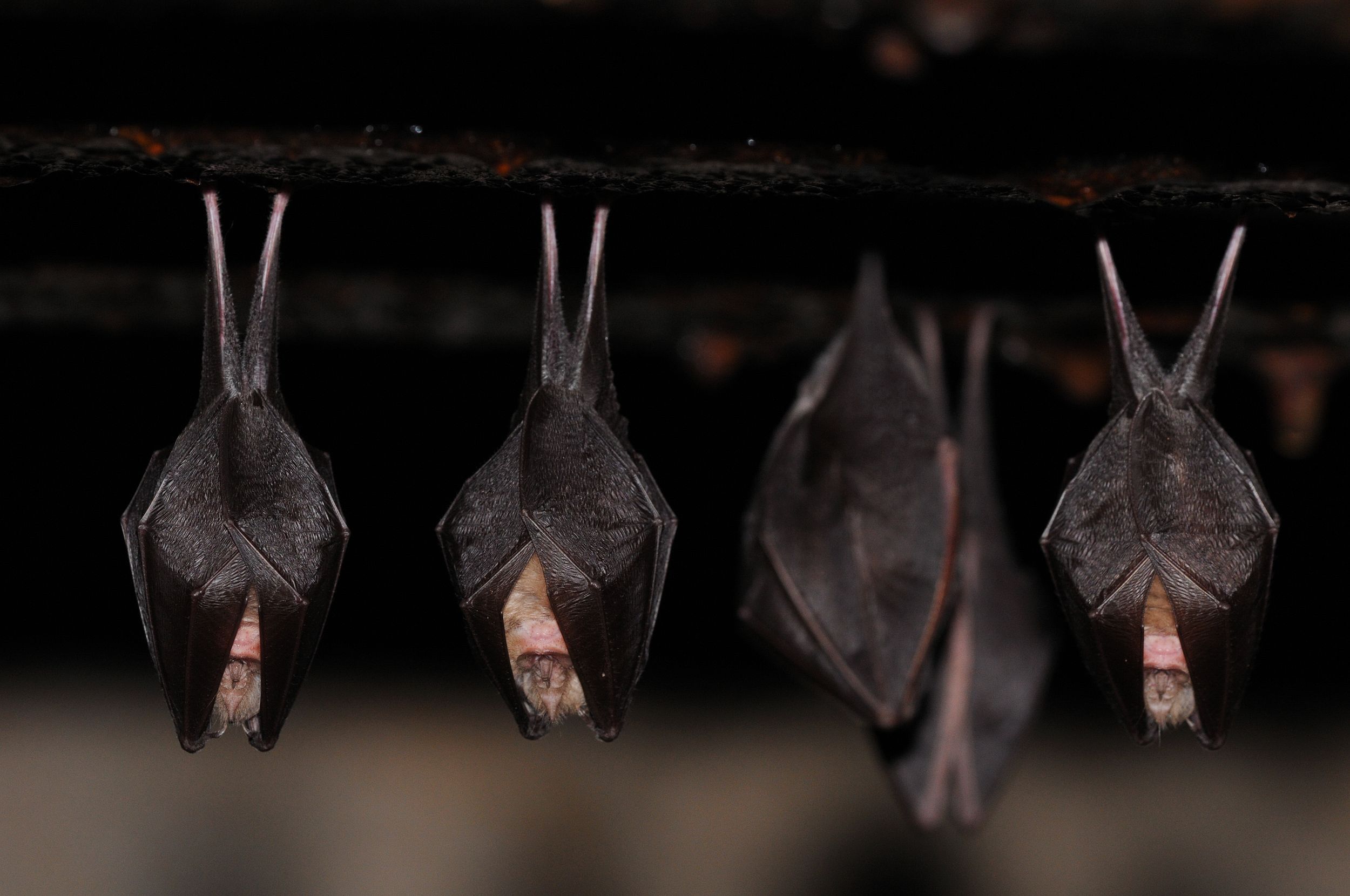 À la rencontre des Chauves-Souris !
