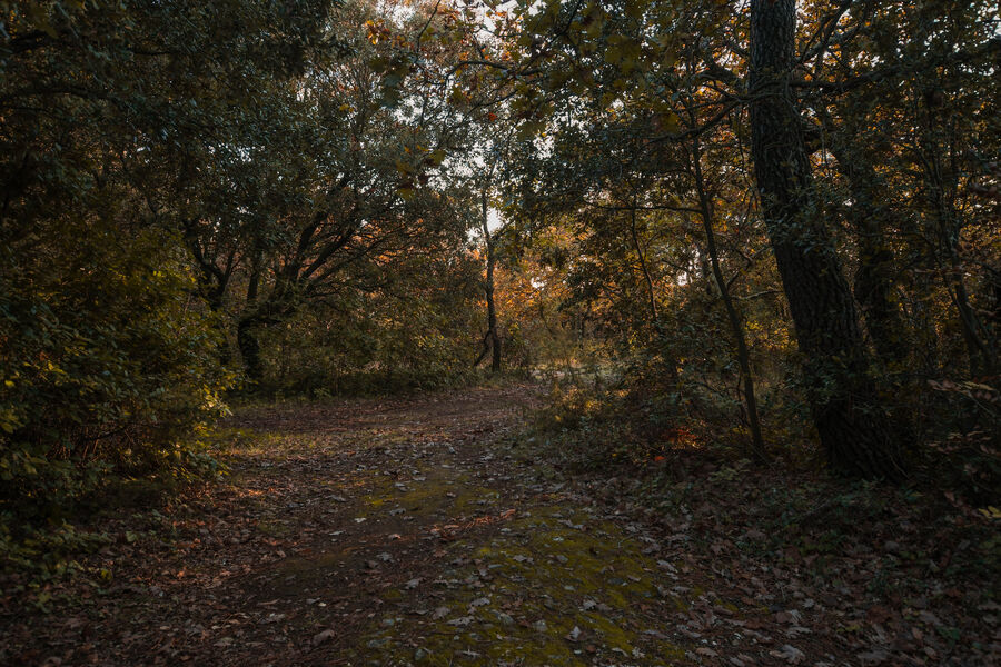 Forêt en Automne Montélimar