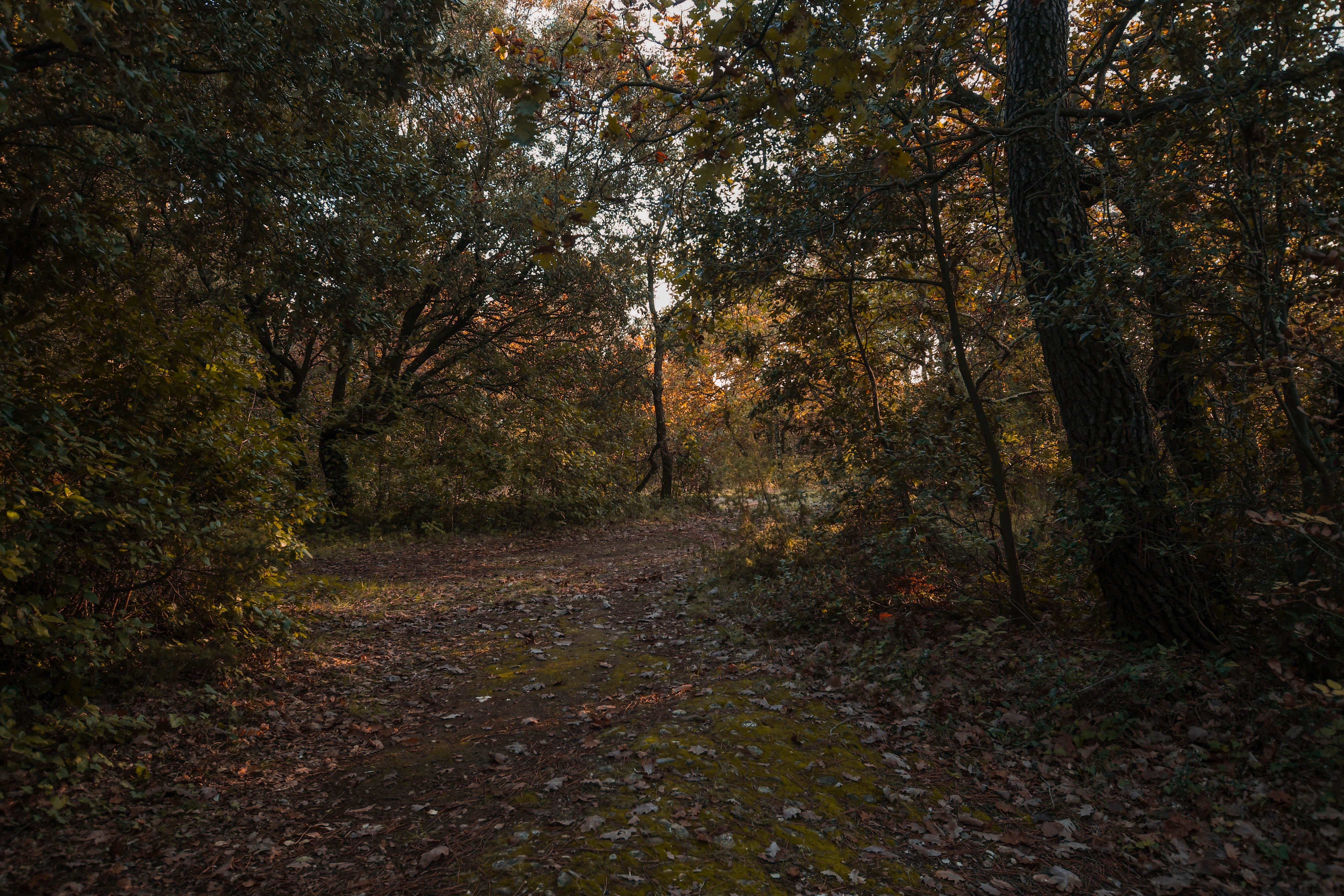 Forêt en Automne Montélimar