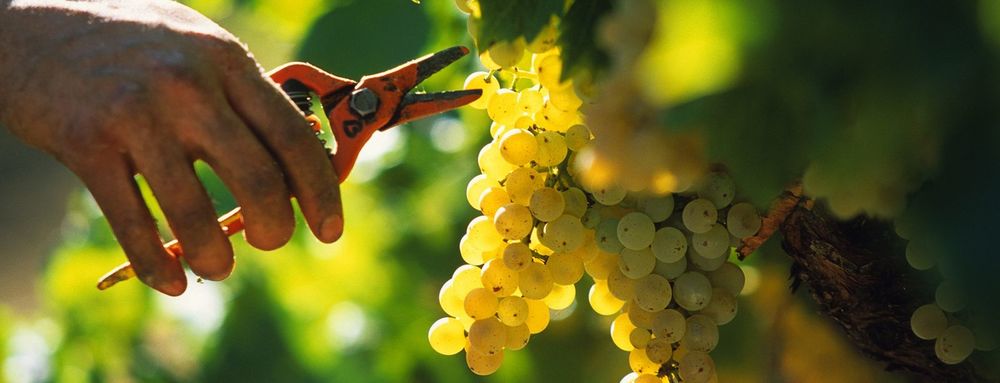 Château La Dorgonne