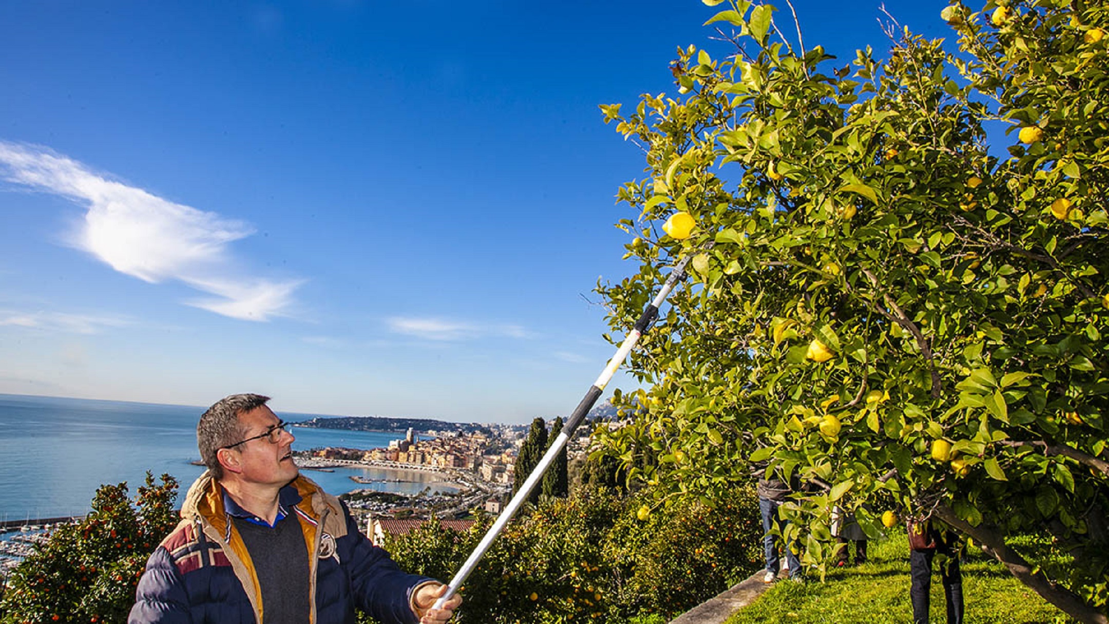 Récole du citron de Menton