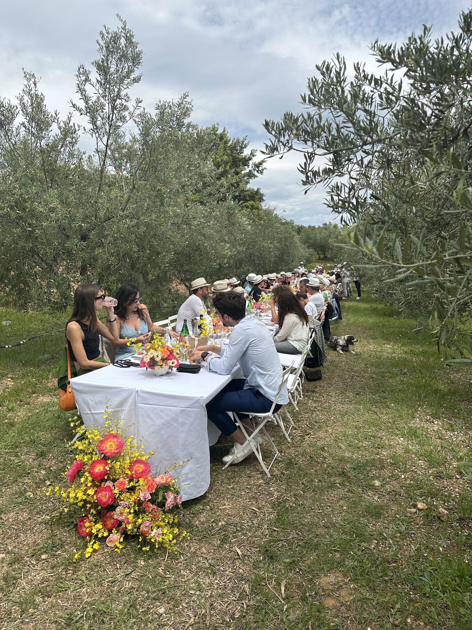 Oliveraie Piémont du Garlaban