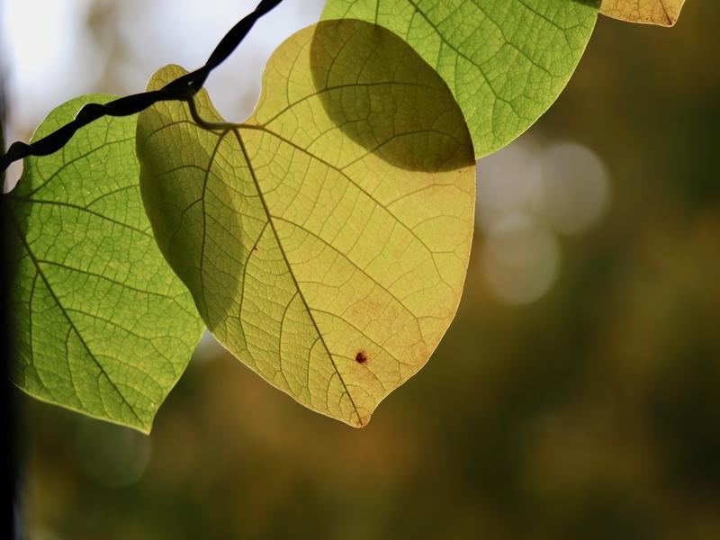 Feuilles darbres