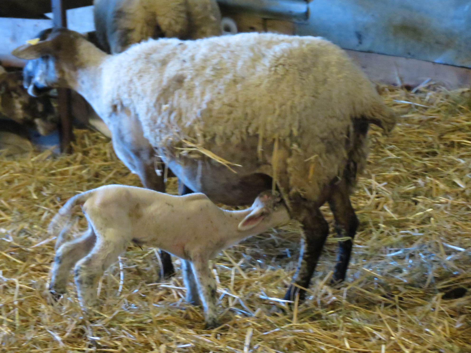 Visite de la Ferme de Pâquerette pour les familles