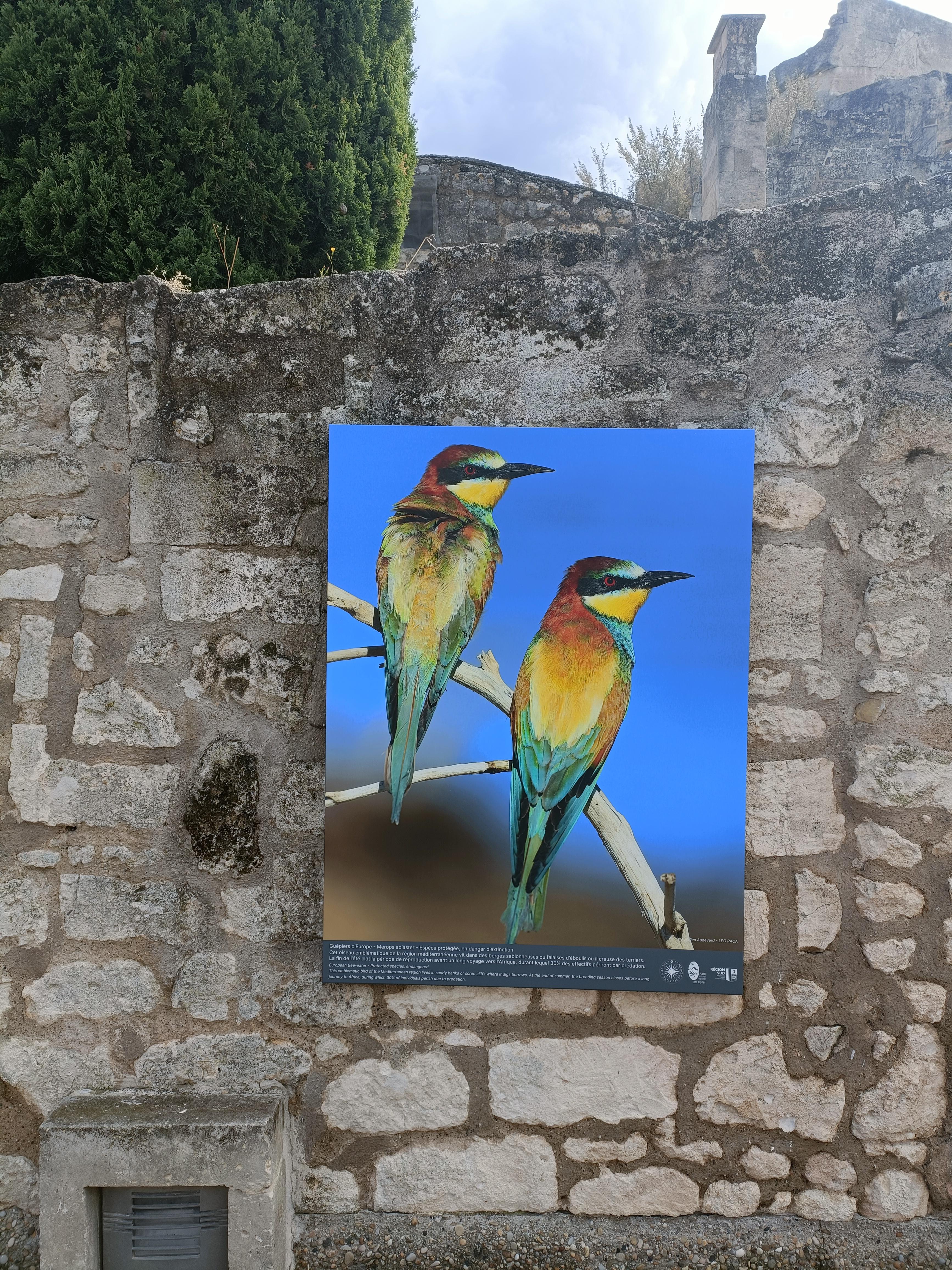 Visite guidée Les Alpilles par nature : voyage photographique au cœur de la biodiversité