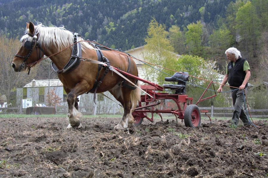 Démonstration de traction animale, buttage de pommes de terres avec Equi'Grimpe