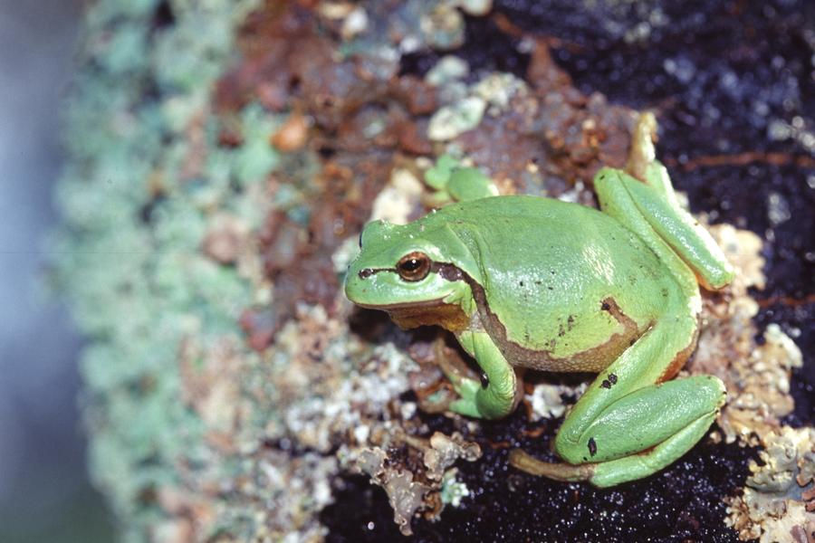Amphibien présent dans la réserve