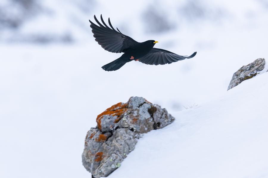 Programmation culturelle de la médiathèque : Les oiseaux se racontent