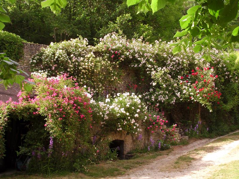 Visite du jardin d