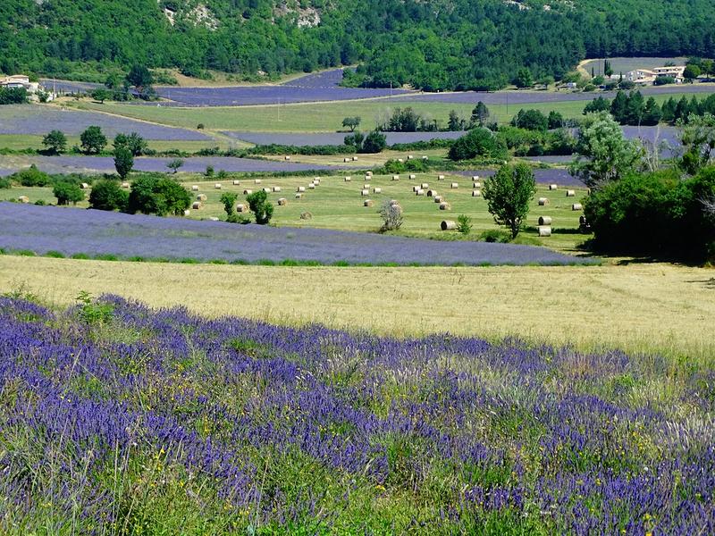Plaine de Sault-Lavandes