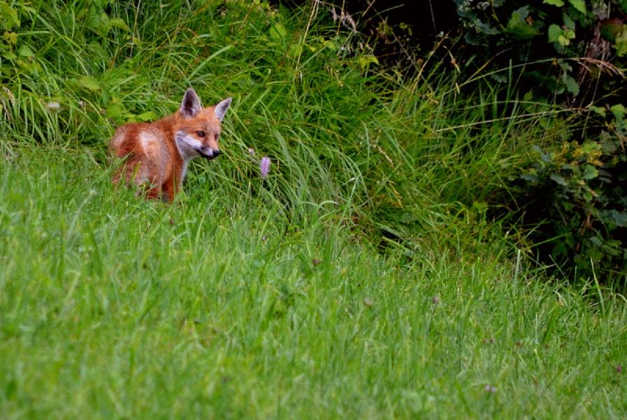 activité montagne : détective renard