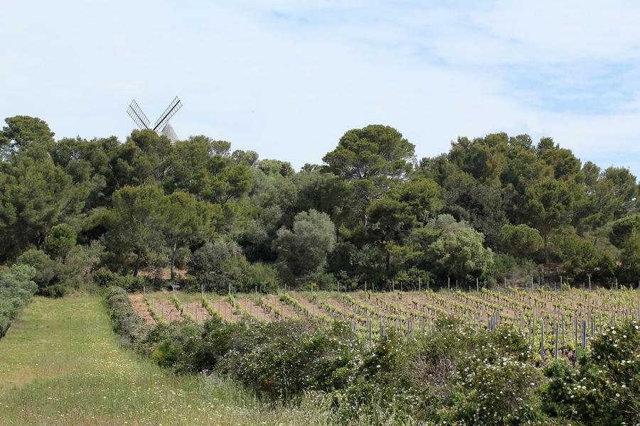 Point rencontre : Paysages insulaires (Porquerolles)_Hyères