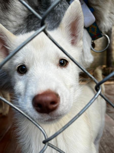 Chiot au chenil des Granges de Heidi