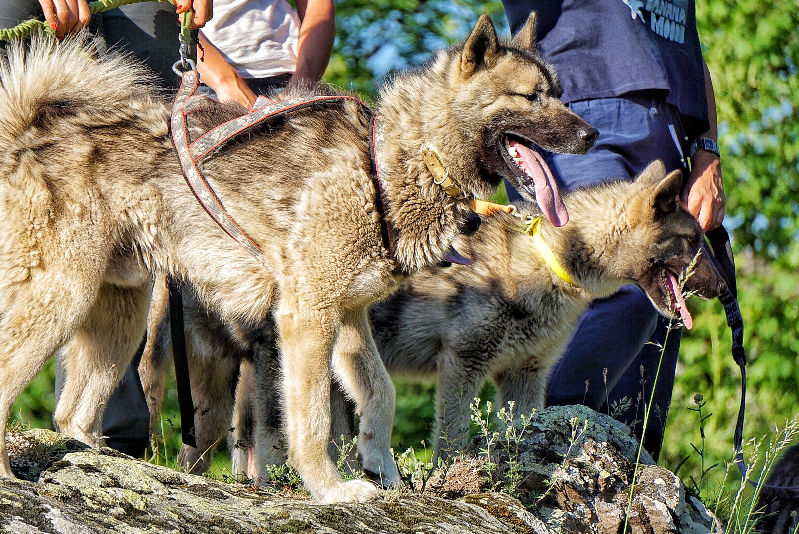 can a tamaskan dog live in egypt