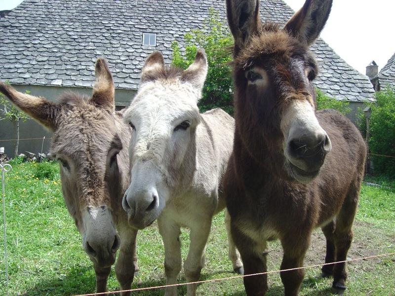 Massif Central Randonnées +