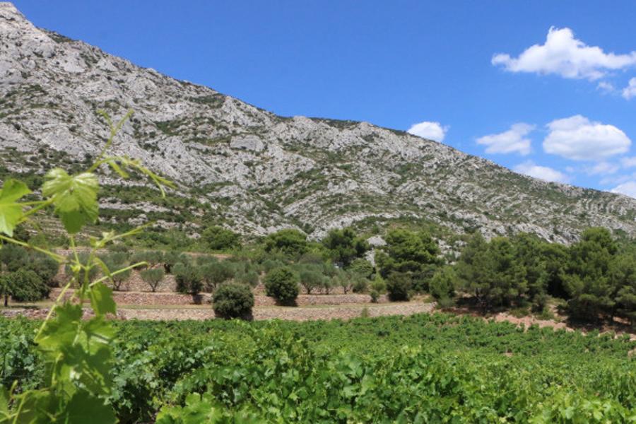 Vignobles et Terroir Aixois