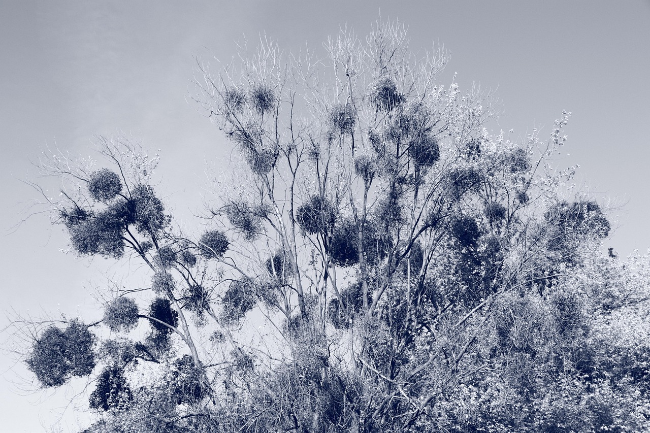 Stage de Cyanotype