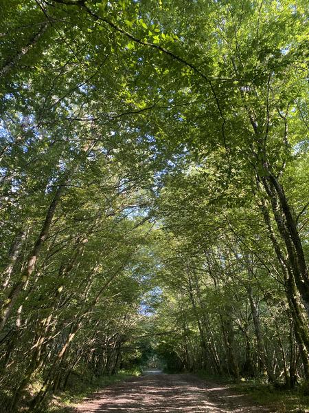 Randonnée en forêt sur le circuit des caveaux bugistes