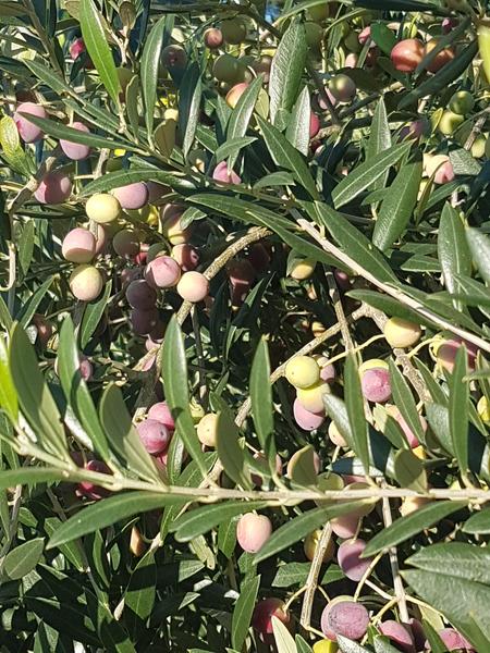 Les Oliviers de Maurice_Mondragon